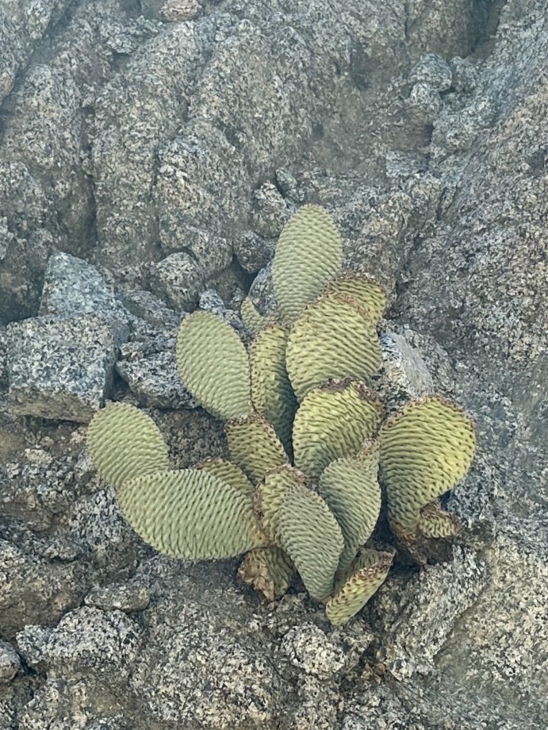 A pale green cactus growing from a narrow break in a rugged gray mountainside.